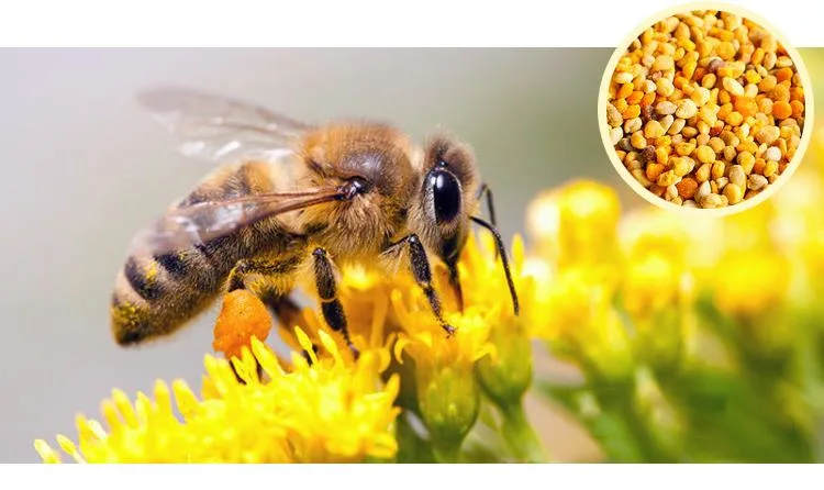 Beehall Organic Food Factory Hot Sale Nop EOS Certificates Honey Bee Pollen