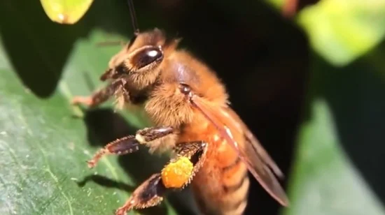 Fabricante de alimentos orgánicos Beehall Polen de abeja a granel natural de buena calidad